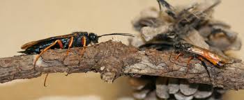 Image result for Disperis virginalis