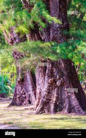 Image result for Casuarina junghuhniana