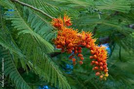 Image result for Colvillea