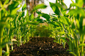 Here's how we protect smallholder farmers and food security | World Economic Forum