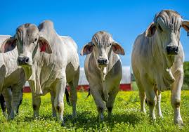 The brahman breed originated from bos indicus cattle originally brought from india. Beef Breeds Brahman Livestock Agupdate Com
