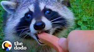 Such as whining, crying, snorts, growls, whimpers,. Guy Becomes Bffs With Raccoon And Her Baby The Dodo Wild Hearts Youtube