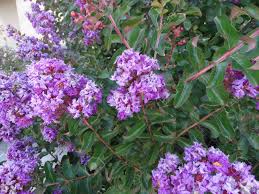 Shown here are flowering and small ornamental trees that robert j kleinberg landscape design likes to use on their projects, with photos and we use many other trees not shown here, and if you have a favorite tree it can be used in our designs. Lagerstroemia Indica Purple Cultivar With Purple Flowers Small Stock Photo Picture And Royalty Free Image Image 32249413