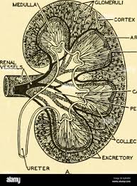 Chordate Anatomy Chordata Anatomy Comparative The Urogenital System 305 Functional Units Of The Kidney In The Cortex The Renal Tul Ules Are Convoluted And Connected With Knots Of Blood Capillaries The Glomeruli