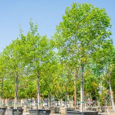 Image result for Bonamia velutina