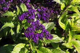 Image result for Heliotropium lineare