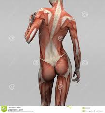 Check spelling or type a new query. Female Anatomy Back Anatomy Drawing Diagram
