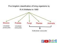 Five kingdom classification of whittaker (1969) is better than the previous classification as it is based on levels of organisation and phylogeny. 11 Biological Classification Ideas Classification Biology Notes Kingdom