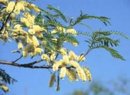 Image result for Acacia hereroensis
