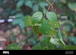 Image result for Ampelocissus obtusata
