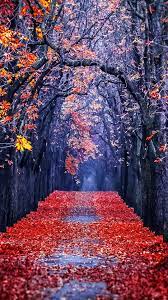 25 Autumn Leaves Wallpaper Hd Iphone Venera Wallpaper View and download our high definition red fallen leaf wallpaper. 25 autumn leaves wallpaper hd iphone