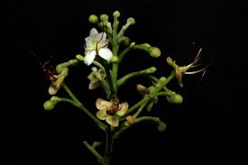 Image result for Hirtella zanzibarica
