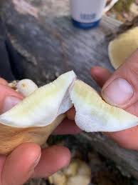 Image result for Boletus projectelloides