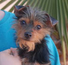 Check spelling or type a new query. Puppy Love Grooming El Paso Bmo Show