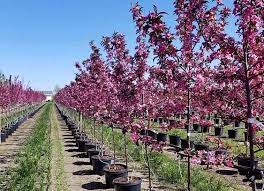 Maybe you would like to learn more about one of these? Break Away From The Ordinary With The Royal Raindrops C Crabapple Tree Garden Gate Nursery