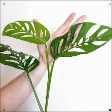 My Monstera Adansonii Is Putting Out Leaves As Big As My Hand Cool Plants Inside Plants Planting Flowers