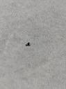 Very small (under 1mm) white/yellowish bug. Flea related? : r ...