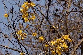 Image result for Senna singueana