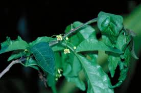 Image result for Harrisonia