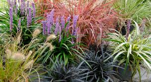 寄せ植えに使いやすいカラーリーフ28選 植木鉢で育てるときのポイントも 植木鉢ナビ