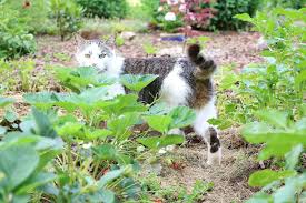 Wenn sie katzen von ihrem grundstück oder garten vertreiben wollen, dann finden sie hier mittel, um katzen dauerhaft fernzuhalten >>. Pin Von Nispelae Auf Gartenbesucher Vertreiben Katzen Pflanzen