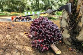 It underwent a few name changes in the past as a result of changes in management and ownership in 1976, it changed its name to bestex oil refinery sdn bhd; Liberia S Biggest Palm Oil Project Quits Eco Certification Scheme The Edge Markets
