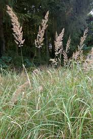 Image result for Agrostis epigejos