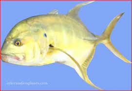 شيم فيشري longfin crevalle jack قسم انواع الاسماك سمك انواع الاسماك مع الصور الموقع الزراعي ومنوعات اخرى pets animals fish pet