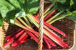 Wann ist rhabarber reif für die ernte? Rhabarber Ernten So Lauft Alles Richtig Mit Dem Fruhlingsgemuse