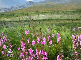 Image result for Watsonia borbonica