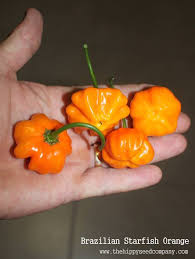 The brazilian starfish is a uniquely shaped pepper. Facebook