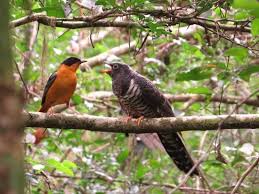 Chorister Robin Chat Feeding Red Chested Cuckoo Baby Picture Of Garden Of Eden Knysna Garden Of Eden Bird Garden Eden