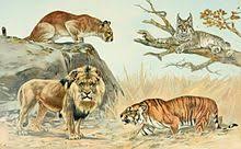 Get started on your way to speaking spanish conversationally! Leon Contra Tigre Wikipedia La Enciclopedia Libre