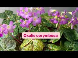 Image result for Oxalis purpurascens