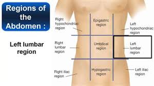 The human abdomen is divided into quadrants and regions by anatomists and physicians for the purposes of study, diagnosis, and treatment. Anatomy Quadrants Abdominopelvic Regions And Quadrants Medical Anatomy In Anatomy And Physiology You Ll Learn How To Divide The Abdomen Into Nine Different Regions And Four Different Quadrants Lc Ritchie