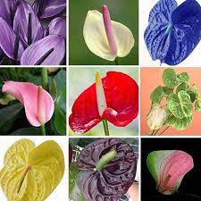 30 60pcs Anthurium Seeds Hydroponics Balcony Wedding Office Garden Decoration Flower Radiation Anthurium Flower Flower Seeds Anthurium Seeds