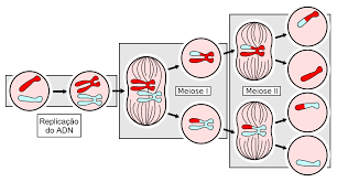 Image result for Meiosperma eminii