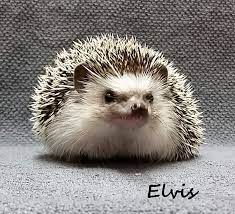 Pet Hedgehogs For Sale Portland Oregon Washington Hedgehog Hedgehog Pet Pets For Sale Baby Hedgehog