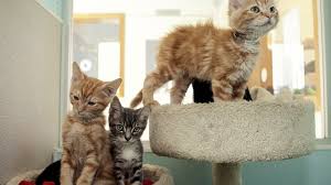 Pet adoption statistics and facts below can help you learn about the state of the animals we like to take on as companions. Animal Shelters Overburdened With Cats In Summer Mpr News