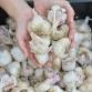 Garlic Fest: Weekend 2