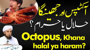For instance, a set of rulings has been given for land animals, sea creatures, birds and so on. Octopus Khana Halal Ya Haram L Solve Your Problems Ask Mufti Tariq Masood Youtube