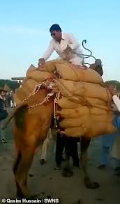 How long can a camel live up to? Outcry Over Pakistan Weight Lifting Contest For Camels That Forces The Animals To Lift Loads As Heavy As A Car Siasat Pk Forums