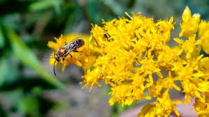 Maybe you would like to learn more about one of these? Research Traces How Farmlands Affect Bee Disease Spread