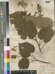 Image result for Eriolaena rulkensii