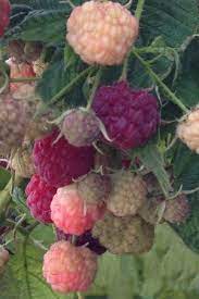 Very sweet and very hardy. Itsaul Raspberry Bush Just Fruits And Exotics