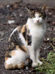 See 8 authoritative translations of gato in english with example sentences, phrases and audio pronunciations. Gato Wikcionario El Diccionario Libre