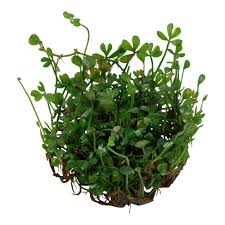 Image result for Marsilea minuta