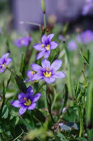 Image result for Neorautanenia ficifolia