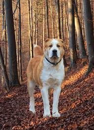 The central asian shepherd dog, also known as the alabay or alabai (russian: Faqs Central Asian Shepherd Dog Breeders