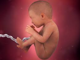 Desenvolvimento Fetal 35 Semanas De Gravidez Babycenter